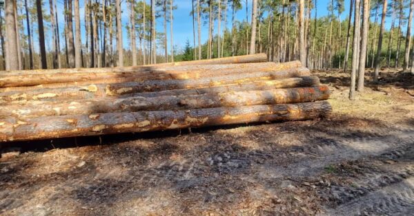 Fresh Cut AB Grade Pine Saw Logs