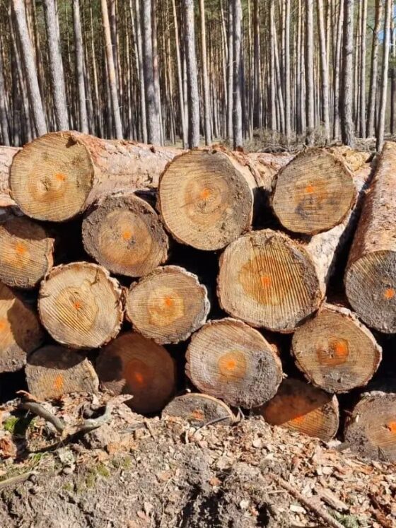 softwood logs at luc wood energy gmbh the best quality saw logs for sale online. Express delivery available.