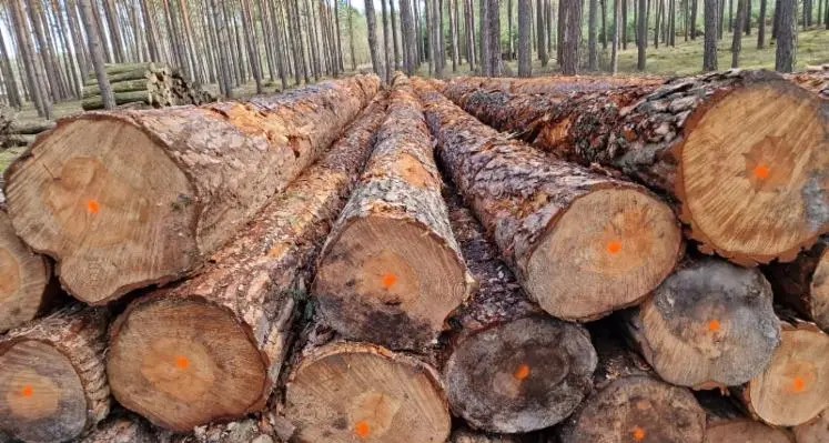 Pine Saw Logs, lucwoodenergygmbh.com logs for sale