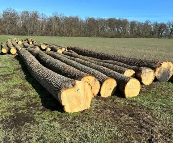 Oak-Logs for sale at lucwoodenergygmbh.com