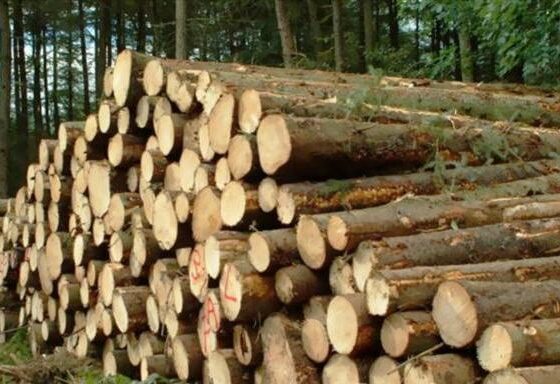 Teak-Saw-Logs hardwood